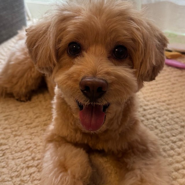 運営者の犬のサキ（ポメプー、8歳）